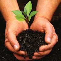 Plant trees for carbon offset