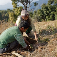 Plant trees for carbon offset