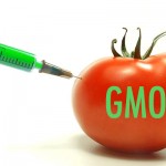 GMO tomato
