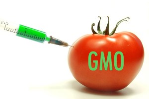 GMO tomato